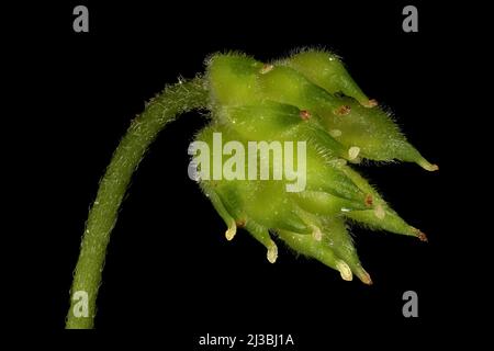 Wood Anemone (Anemonoides nemorosa). Fruit Closeup Stock Photo
