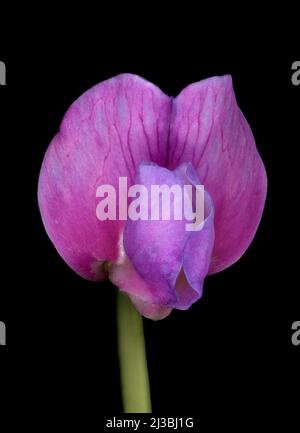 Spring Vetchling (Lathyrus vernus). Flower Closeup Stock Photo