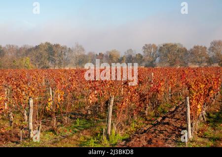 Vineyards near Chinon, Loire-Anjou-Touraine Regional Natural Park, Loire Valley listed as UNESCO World Heritage Site, Indre et Loire (37), Centre-Val Stock Photo