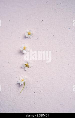 four small natural flowers on the paper textured background, top view Stock Photo