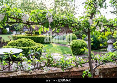 Early blossom on fruit trees,  Suffolk garden in spring Stock Photo