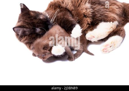 fluffy chocolate-colored long-haired Scottish cat lying and playing with a kitten, isolated image, beautiful domestic cats, cats in the house, pets Stock Photo