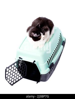 beautiful Scottish bicolor cat sits on top of a cat carrier for carrying animals, isolated image, beautiful domestic cats, cats in the house, pets, a Stock Photo
