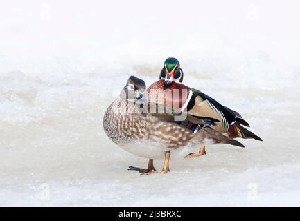 Wood duck male and female walking on ice in Ottawa, Canada Stock Photo
