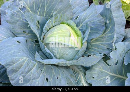 natural ecological products concept - head of white cabbage with large leaves in the country. Stock Photo