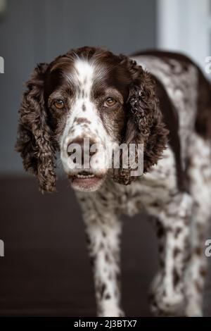 English Springer Spaniel dog close up Stock Photo