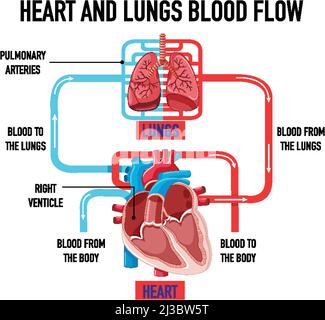 Diagram showing heart and lungs blood flow illustration Stock Vector ...