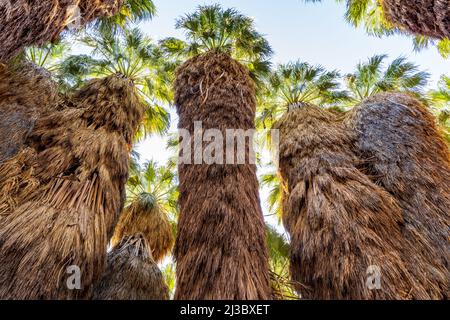 A low-angle shot of wild palm trees standing in a tropical area and escalating to the bright blue sky Stock Photo
