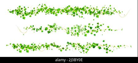 Ivy vines with green leaves, creepers branches with foliage isolated on white background. Vector realistic set of horizontal borders of greenery, clim Stock Vector
