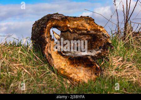 An old hollow tree stump lies in a rural meadow and allows a view of a splinter of wood behind it Stock Photo