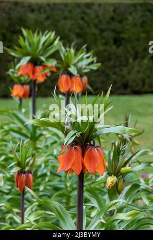 orange flowers of the Fritillaria Imperialis also known as Imperial Fritillary and crown imperial grown for its large and spectacular clusters of bell Stock Photo
