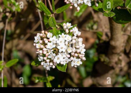 rounded clusters of white fragrant flowers of the viburnun carlesii Stock Photo