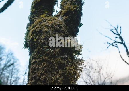 Close up tree with moss on the trunk close-up. Bark of a tree with green moss. Atmospheric trees covered with moss Stock Photo