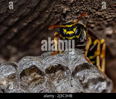 A wild paper wasp builds a nest to create a new colony, close-up. Aspen nest of a paper wasp with eggs. Aspen eggs in cells. Stock Photo