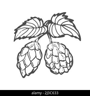 Beer hop in engraving style isolated on white background. Design element for logo, label, sign, poster, flyer. Stock Vector