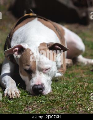 A mixed breed dog (American Staffordshire Pit Bull Terrier and American Pit Bull Terrier) (Canis lupus familiaris) sits on the grass Stock Photo