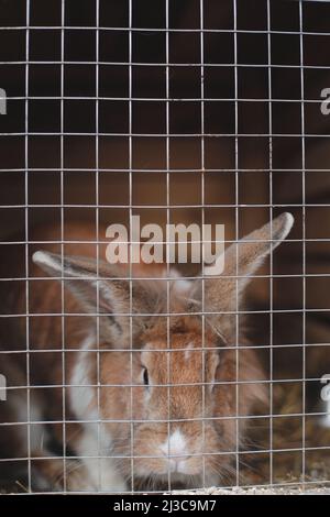 Domestic farm rabbits in cage at animal farms. Livestock food animals in cage. Close up of pet rabbit inside a hutch. Breeding of domestic rabbits. Stock Photo