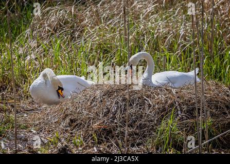 Pair of mute swans with beaks open building nest in reed bed - one on nest. Stock Photo