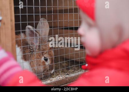 Child feeding rabbit in the Zoo. Little girl with a rabbit on a farm. Easter and agriculture concept. Stock Photo