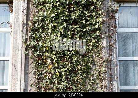 ivy growing up the wall of a georgian building in castlebar county mayo republic of ireland Stock Photo