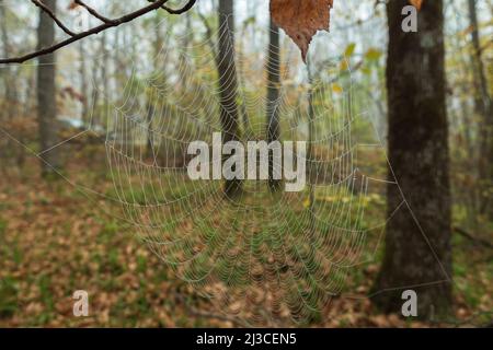 Spider web with dewdrops on the background of a blurry autumn forest. Spider web in the morning foggy forest Stock Photo