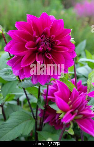 Dahlia 'Thomas Edison'. Dinner Plate Dahlia, fully double flowers with deep purple blossoms. Stock Photo