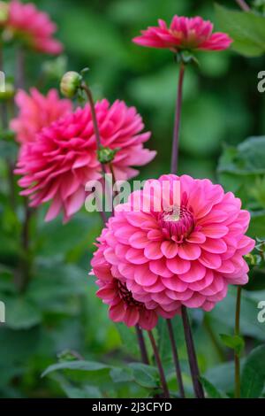 Dusky-Salmon pink. Decorative Dahlia Salmon Runner, deep pink flowers Stock Photo