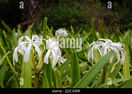 white string lily, Crinum americanum, swamp lily, wildflower, graceful, long spike shape green leaves, nature, beauty, long stamens, reddish-purple an Stock Photo