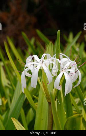 white string lily, Crinum americanum, swamp lily, wildflower, graceful, long spike shape green leaves, nature, beauty, long stamens, reddish-purple an Stock Photo