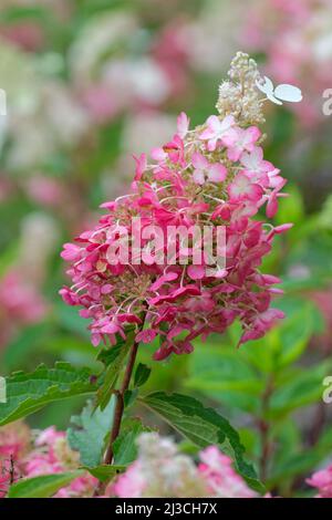 Hydrangea paniculata Vanille Fraise. Paniculate hydrangea [Vanille Fraise] pyramid-shaped flower panicles are creamy-white, turning shades of pink as Stock Photo