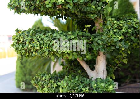 ficus benjamina tree or shrub plant green leaves bush die cut with clipping path for topiary garden greenery design on summer nature day outdoors Stock Photo