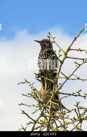 A European Starling, Sturnus Vulgaris, perched on a twig against a blue sky with clouds Stock Photo