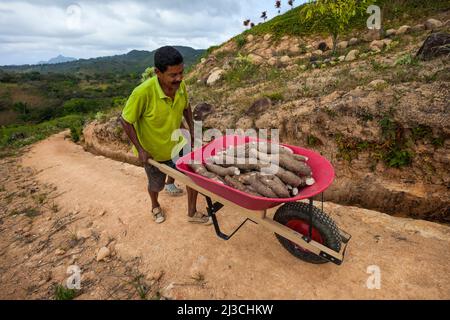 A panamanian campesino is transporting yuca harvest in a wheelbarrow in Las MInas de Tulu, Cocle province, Republic of Panama, Central America. Stock Photo