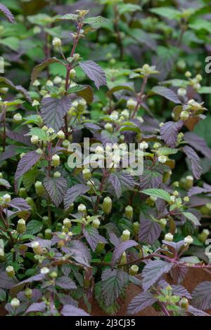 Aztec Sweet Herb. Lippia dulcis, fast growing herb with aromatic foliage and white flowers Stock Photo