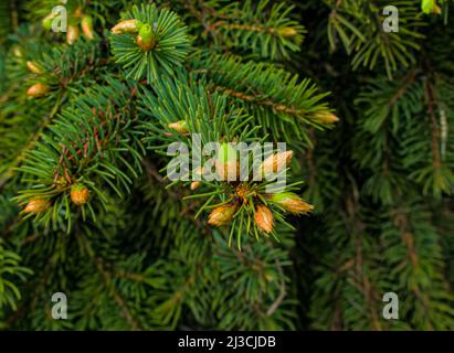 Blooming fir branch, young green spruce shoot. Blooming spruce in spring, selective focus. Green young escape Stock Photo