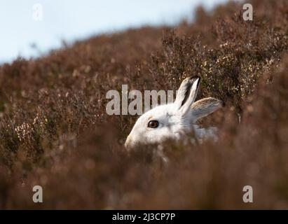 Mountain Hare in heather Stock Photo
