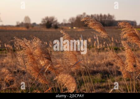 Dry reed on the lake, reed seeds. Golden reed grass in the sun against the blue sky. Fashionable Pampas grass. Natural background. Minimalistic, styli Stock Photo