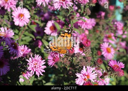 Butterfly Fagus (Tagetes) on perennial Aster flower on a sunny day ...