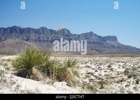 Salt Basin Dunes at Guadalupe Mountains National Park, Guadalupe peak in background. Stock Photo