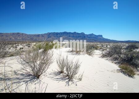 Salt Basin Dunes at Guadalupe Mountains National Park, Guadalupe peak in background. Stock Photo