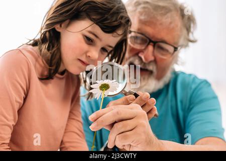 Content bearded grandfather with positive girl looking at white chamomile through magnifying glass while studying botany in light room at home Stock Photo