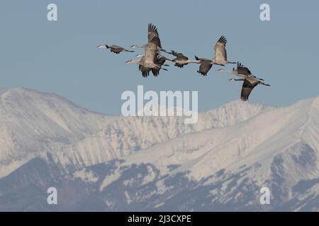 Greater Sandhill cranes at the Monte Vista National Wildlife Refuge in Colorado. Seasonal migration through the San Luis Valley with the San Juan Moun Stock Photo