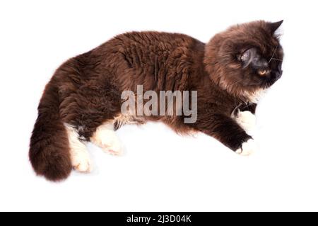 long-haired brown Scottish cat lying on a white background, isolated image, beautiful domestic cats, cats in the house, pets Stock Photo