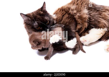colored cinnamon long-haired Scottish cat lying and playing with a kitten, isolated image, beautiful domestic cats, cats in the house, pets Stock Photo