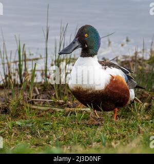 Male Northern Shoveler (Anas clypeata) Stock Photo