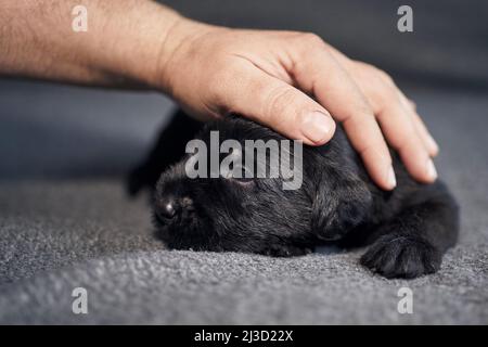 Large hand of pet owner stroking small dog. Cute puppy of Black Giant Schnauzer lying on sofa. Stock Photo