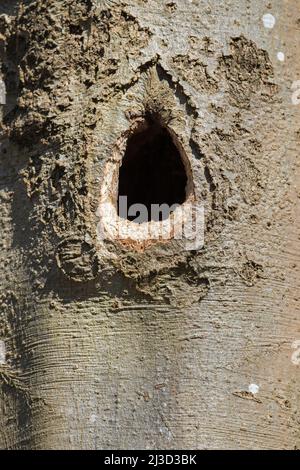 Nest / nesting hole of black woodpecker (Dryocopus martius) hammered in beech tree trunk in deciduous forest / wood in spring Stock Photo