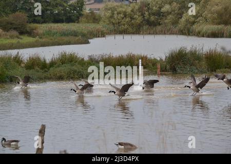 Canada Geese Landing At Filey Dams On One Of The Lakes - Branta Canadensis - Canadian Goose - Crash Landing In Water - UK Stock Photo