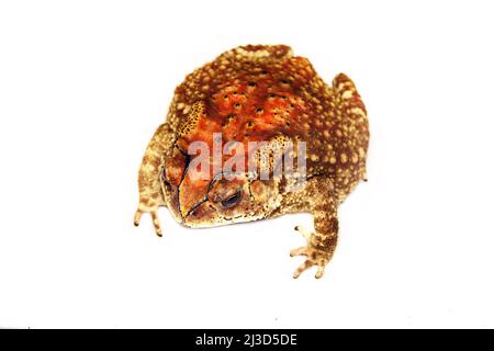 Schneider's (dwarf) toad (Duttaphrynus scaber). Duttaphrynus melanostictus), amphibian of Sri Lanka. Central plateau, Isolated on white background Stock Photo