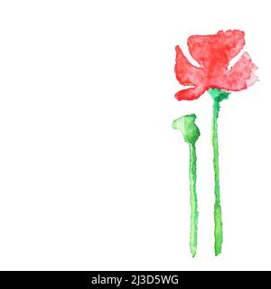 Vector watercolor poppy flower hand drawing isolated on white Stock Vector